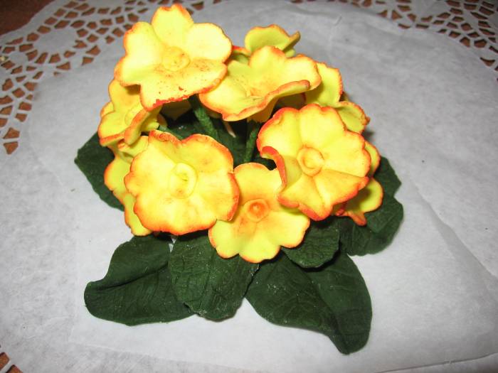 come fare le primule